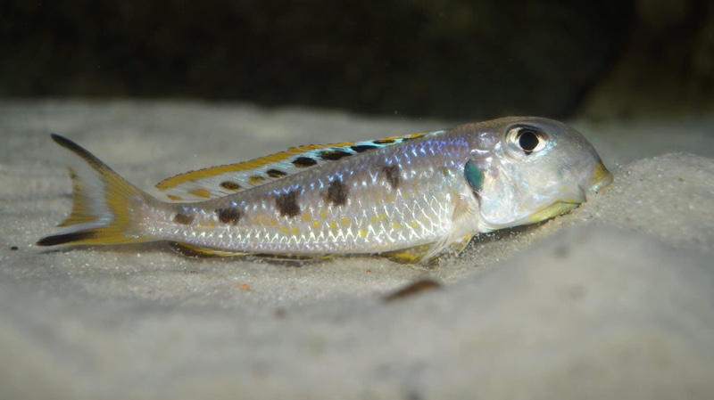 Xenotilapia singularis 'Kekese'